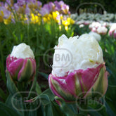 Hectarul - Bulbi de lalea Double Polar, 4 bulbi